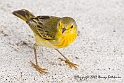 3355 Yellow warbler